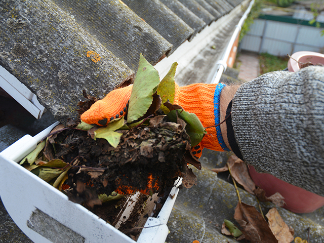 Stormwater Management Leaves in Drain Close up of A man cleaning a clogged roof gutter from dirt, debris and fallen leaves to prevent water damage and let rainwater drain properly.