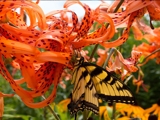 Butterfly on flower