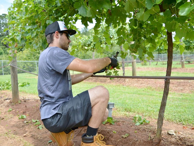 Viticulture student harvesting grapes